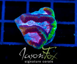 JF RUBY GONIASTREA