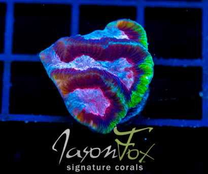 JF RUBY GONIASTREA