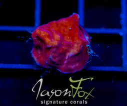 JF RASPBERRY ICE LEPTO