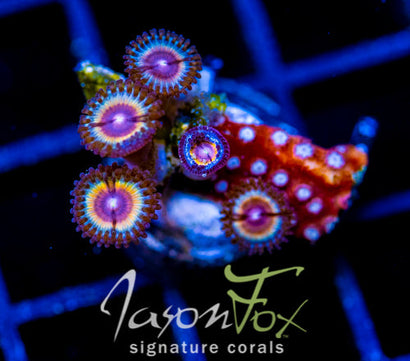 JF SONIC FLARE COMBO