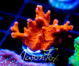 JF RED HOT SETOSA XL FRAG