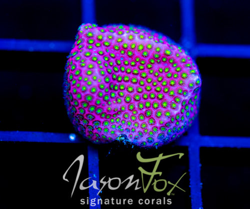 WWC ELECTRIC DAISY STYLO