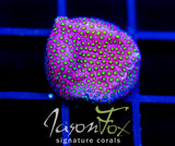 WWC ELECTRIC DAISY STYLO
