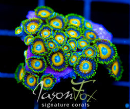 JF AUSSIE SCAMBLED EGG ZOAS XXL FRAG