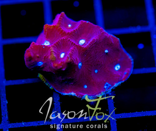 JF PARANOIA FAVIA