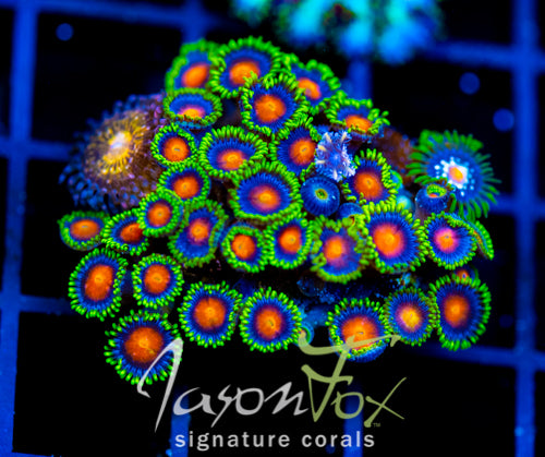 JF DRAGON EYES ZOAS COMBO XL FRAG