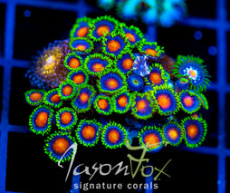 JF DRAGON EYES ZOAS COMBO XL FRAG