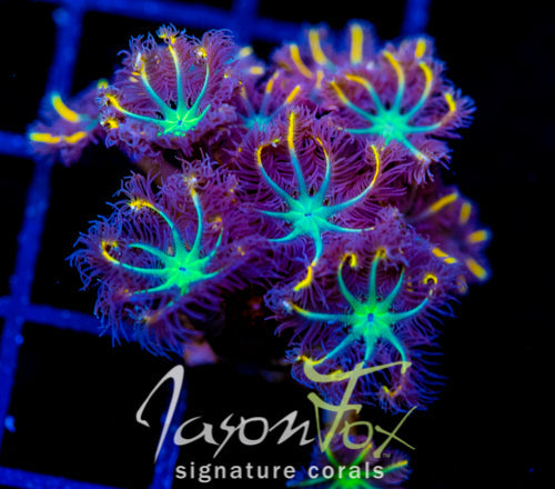 JF YELLOW INFUSED RAINBOW CLOVES