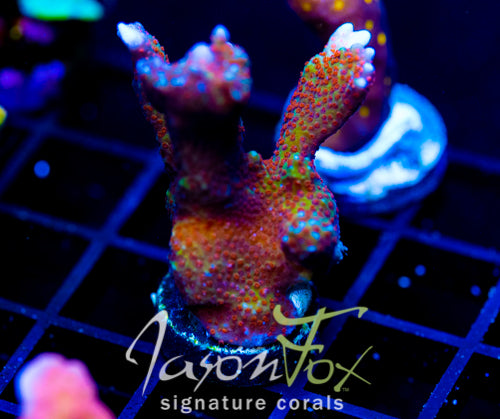 JF BOSTON BEAN DIGI XL FRAG