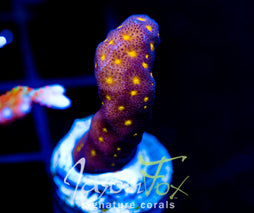 JF OUTER SPACE PSAMMACORA