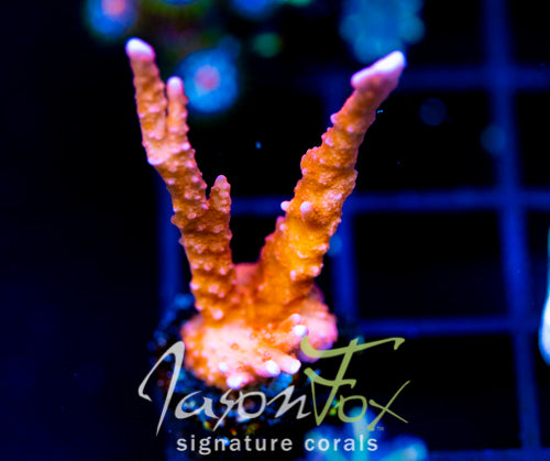 JF FIRESTARTER MONTI HIRSUTA