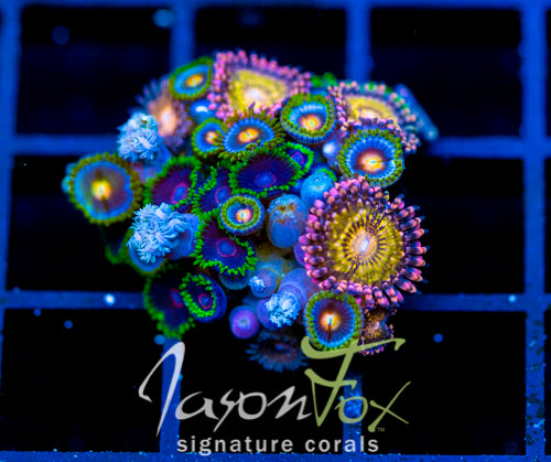 ASS MONKEYS ZOAS COMBO