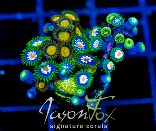 JF STARGAZERS ZOAS COMBO XL FRAG