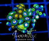 JF STARGAZERS ZOAS COMBO XL FRAG
