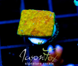 JF SUNSPOT PSAMMOCORA