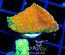 JF SPELL BOUND CYPHASTREA