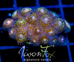 JF MOHICAN SUNS XL FRAG