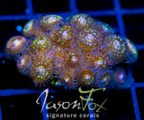 JF MOHICAN SUNS XL FRAG