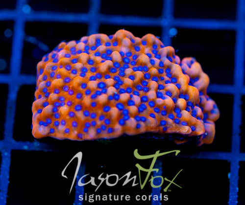 JF SPEED BOMB MONTI XL FRAG