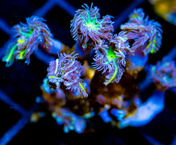 TSA LEMON LAZERS CLOVES