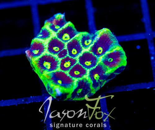 JF GLOW STICK FAVIA