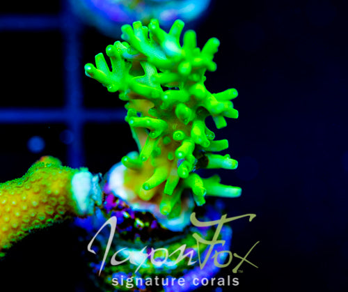 JF GREEN DRAGON ACRO