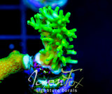 JF GREEN DRAGON ACRO