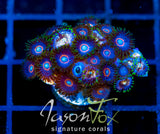 NIRVANA ZOAS COMBO