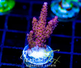 JF RADIANT STAG