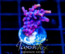 JF PINK BRANCHING CYPHASTREA