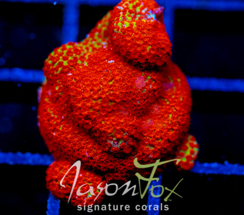 JF REVERSE SUNSET MONTI XL FRAG