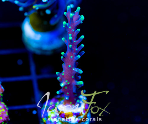 JF KAMIKAZE ACRO