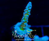 JF LEMONGRASS ACRO