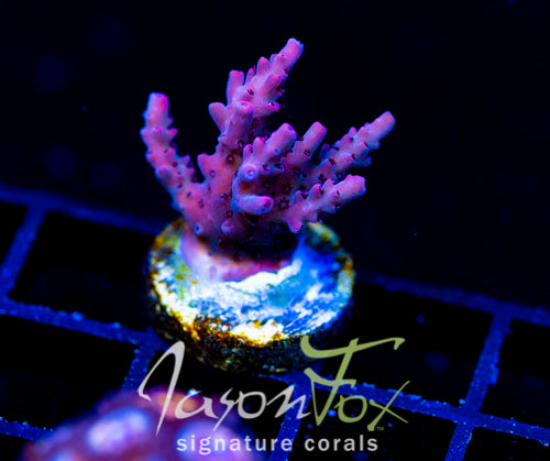 JF STRAWBERRY WINE ACRO