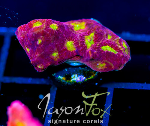 WWC BLOOD DIAMOND FAVIA