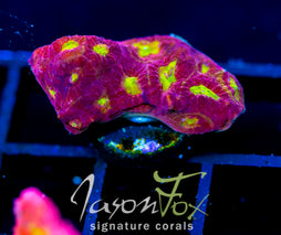 WWC BLOOD DIAMOND FAVIA