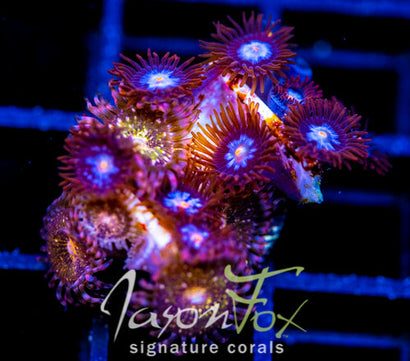 JF COSMIC ECLIPSE ZOAS COMBO