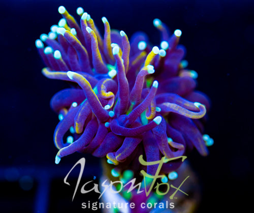 JF SUPER BRIGHT ORANGE TORCH