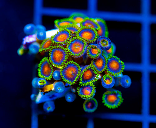 JF DRAGON EYES ZOAS