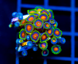 JF DRAGON EYES ZOAS