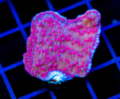 WYSIWYG – Jason Fox Signature Corals