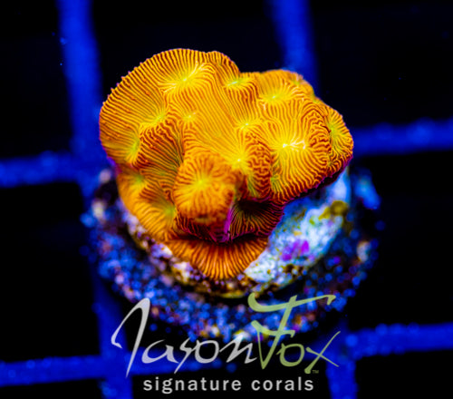 JF JACK O LANTERN LEPTO