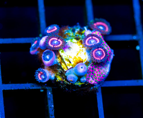 JF BUBBLICIOUS PALYS COMBO