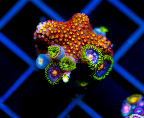 JF BIG BANG ZOA COMBO