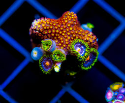 JF BIG BANG ZOA COMBO