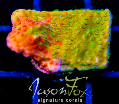 WWC GRAFTED MONTI CAP