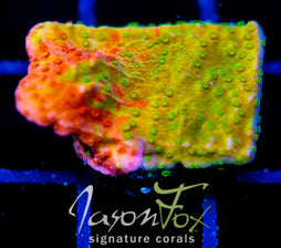 WWC GRAFTED MONTI CAP