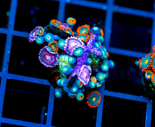 JF GATORAIDES ZOAS COMBO