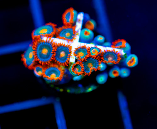 JF GATORAIDES ZOAS