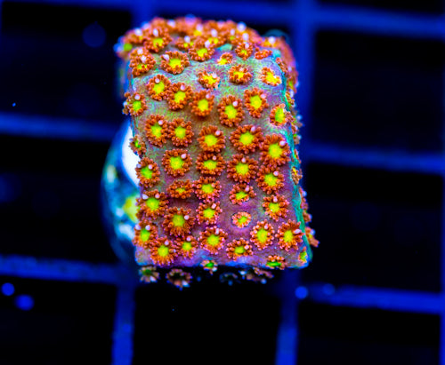 JF KALEIDOSCOPE GONI